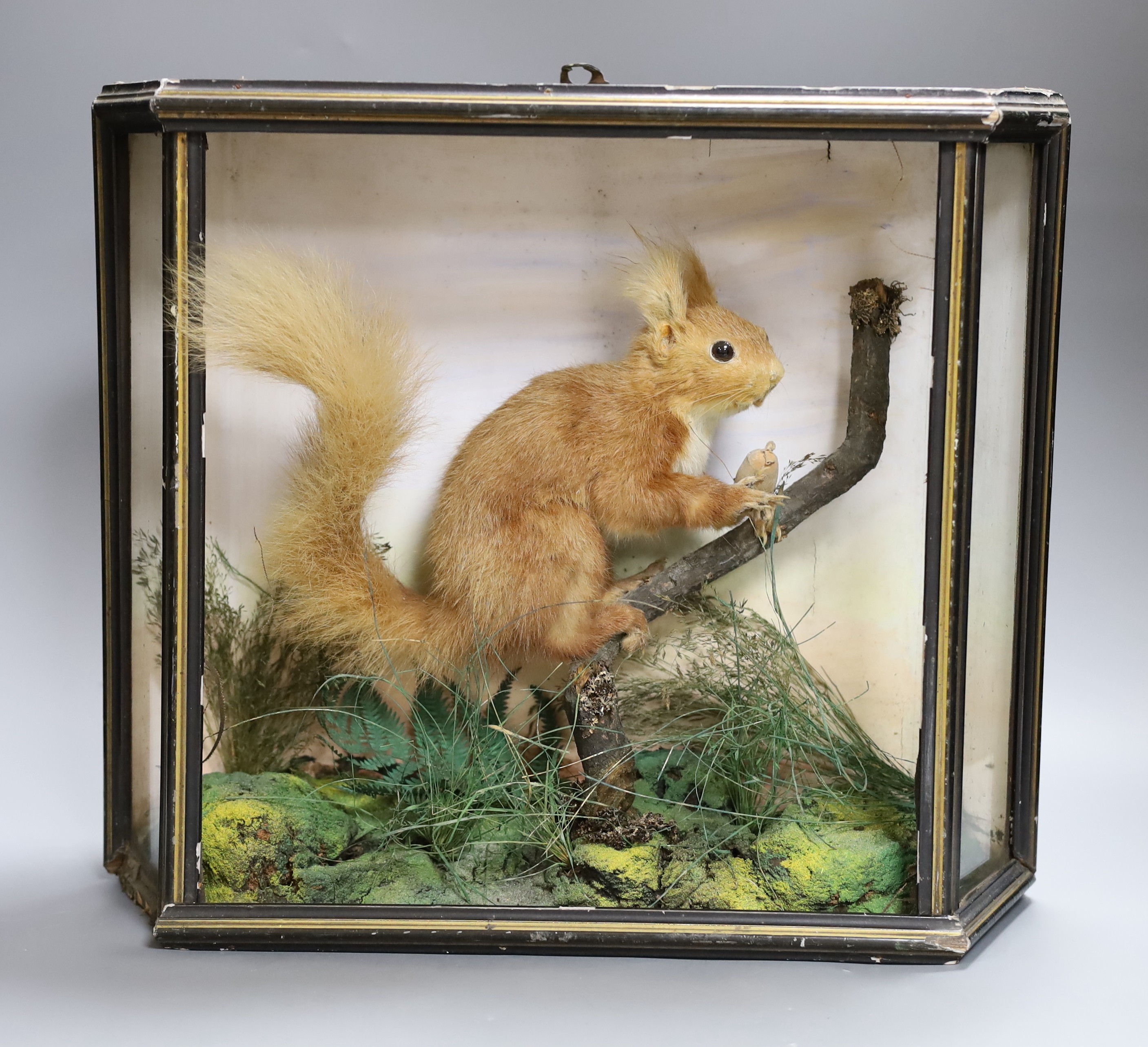 A cased taxidermist red squirrel, 35cm tall